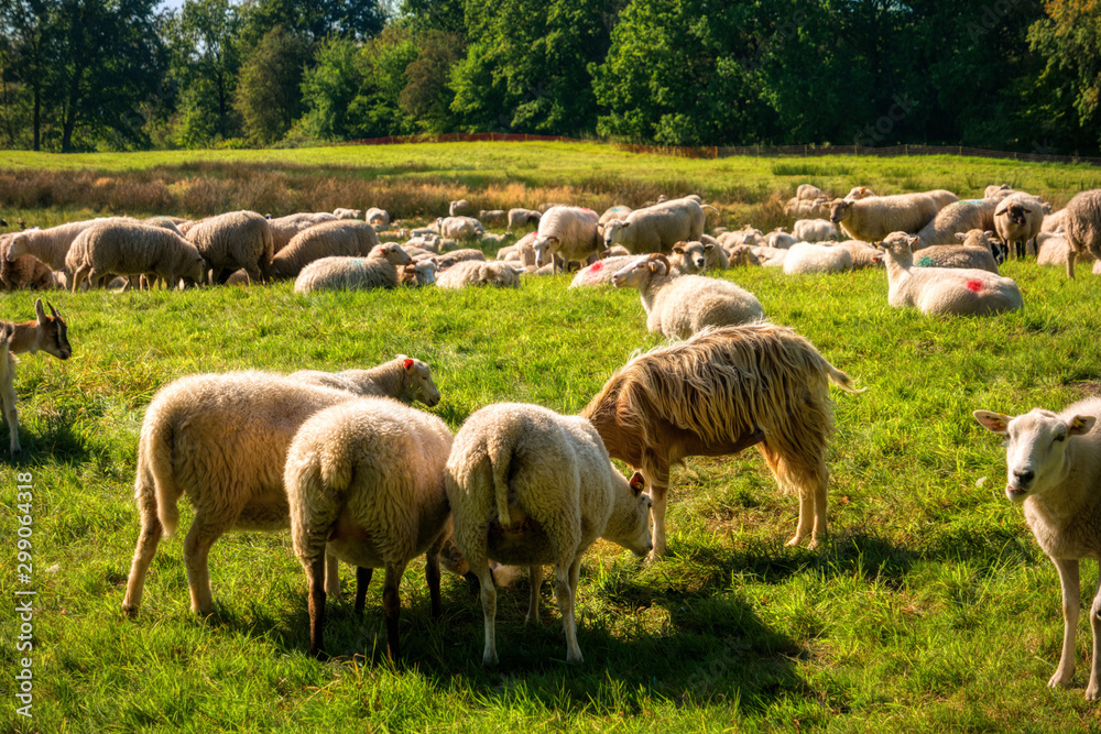 Obraz premium Sheep herd in the Dosenmoor in Schleswig-Holstein, Germany