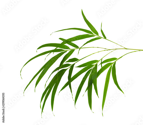 Bamboo foliage with stems  Green leaves isolated on white background  with clipping path 
