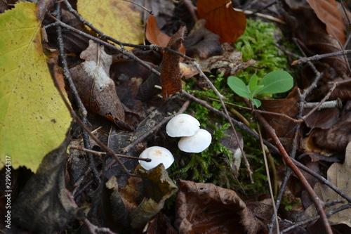 bois champignons trouver