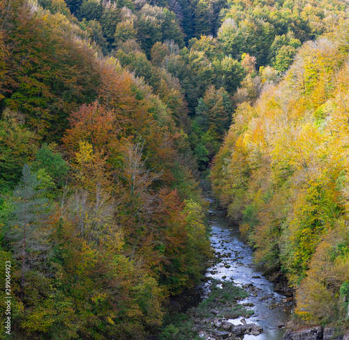 Beech forest in autumn next to the Irati river, Navarra