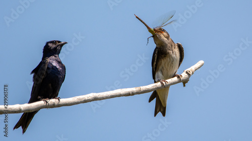 Purple Martins - Hard to Swallow