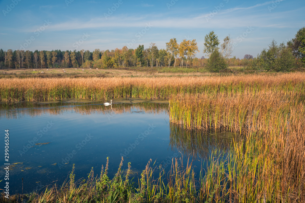 A pond on a sunny autumn day near Piaseczno, Masovia, Poland A pond on a sunny autumn day near Piaseczno, Masovia, Poland
