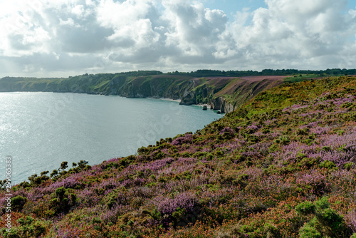 colorful heath meadows and jagged clifffs on the ocean coast photo