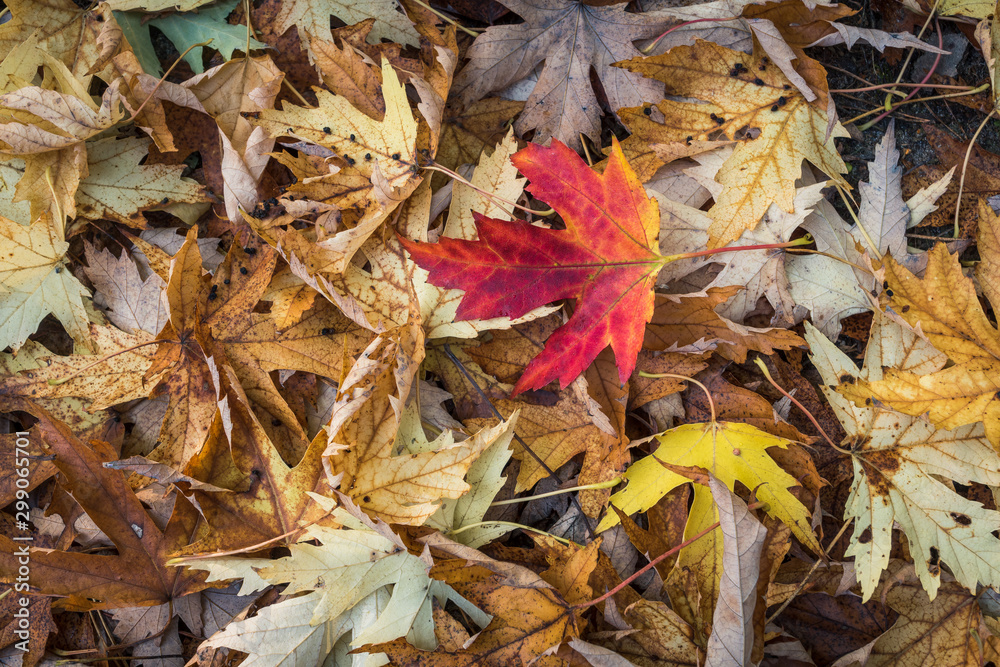 Natural backgorund - red maple leaf on a background of yellow leaves Natural backgorund - red maple leaf on a background of yellow leaves