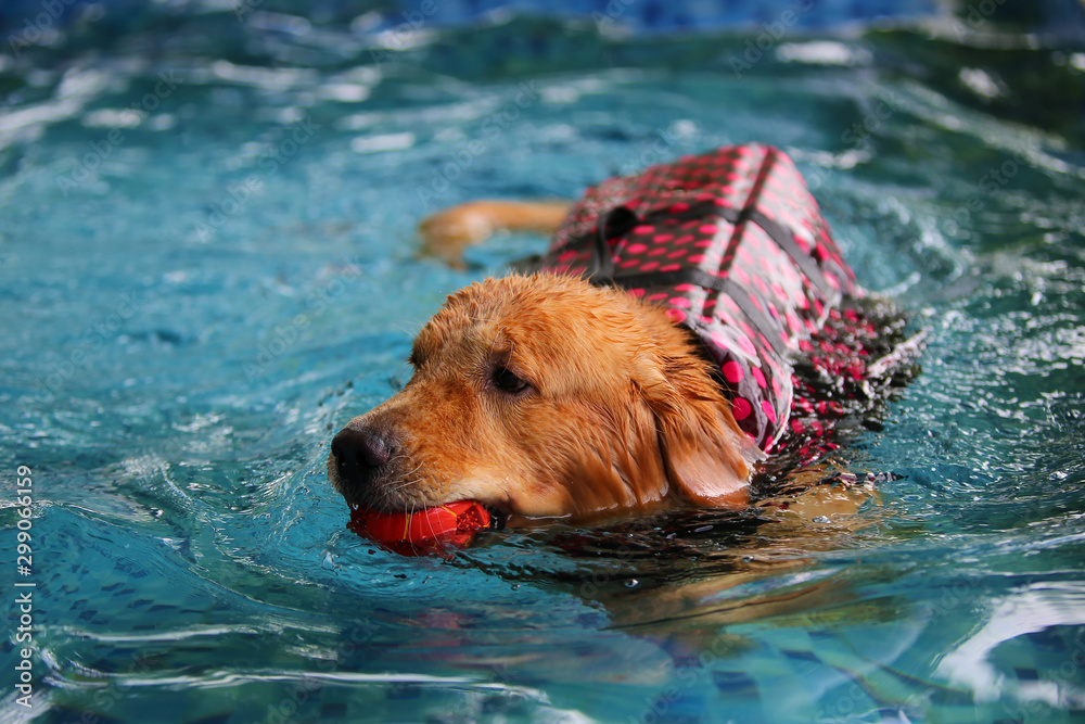 golden Retriever wear life jacket and hold toy in mouth in swimming pool. Dog swimming. Dog playing with toy.