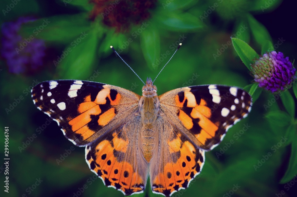 butterfly on flower butterfly on flower