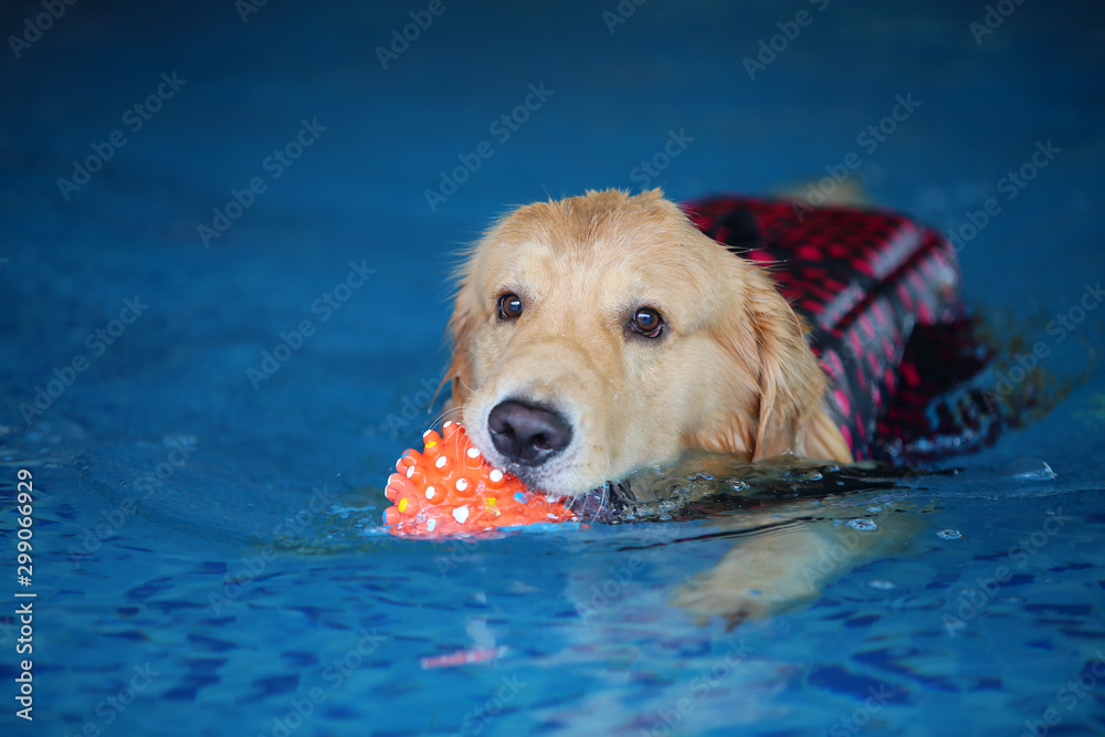 Do Golden Retrievers Need Life Jackets