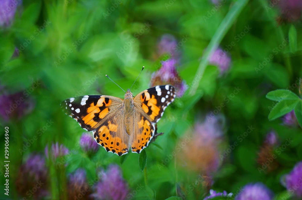 Butterfly in wild flowers. Insects in nature. Butterfly in wild flowers. Insects in nature.