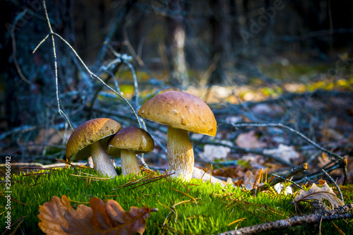 three porcini mushrooms growing in nature