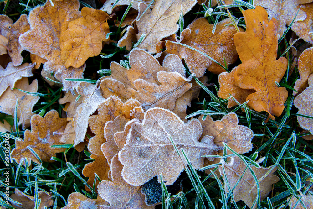 Frozen oak leafs. Hoarfrost on withered leaves.