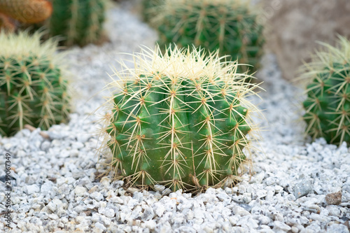 Golden barrel cactus or Echinocactus grusonii