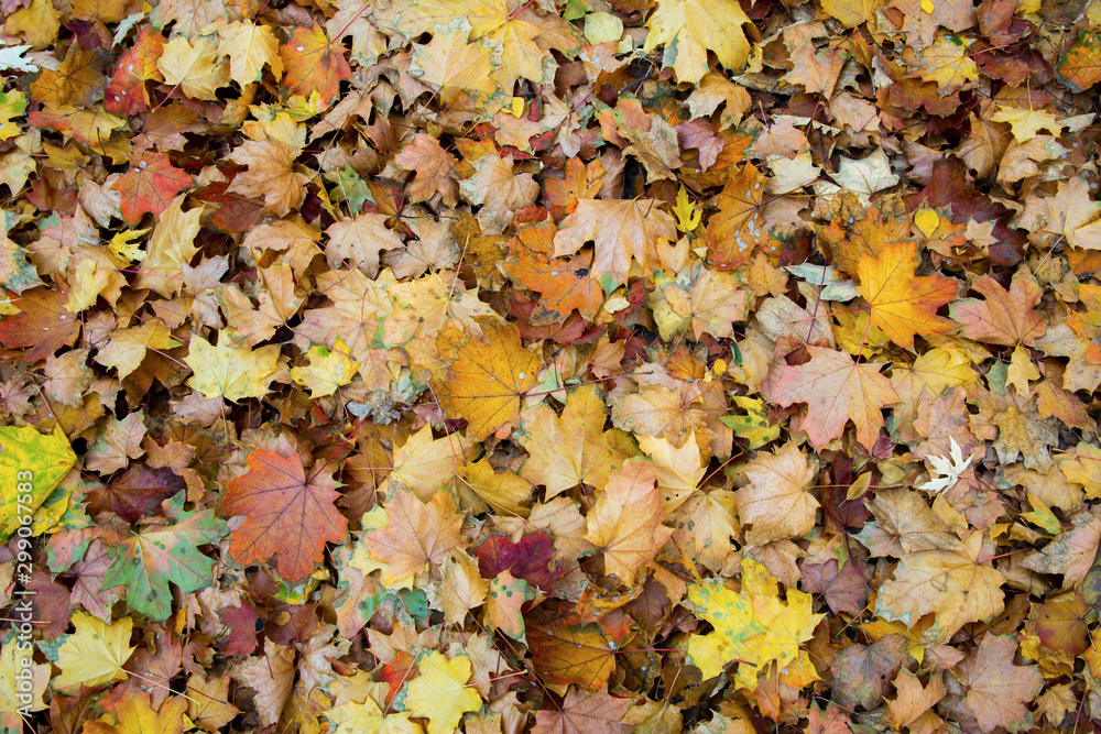 Yellow leaves on ground close up Yellow leaves on ground close up