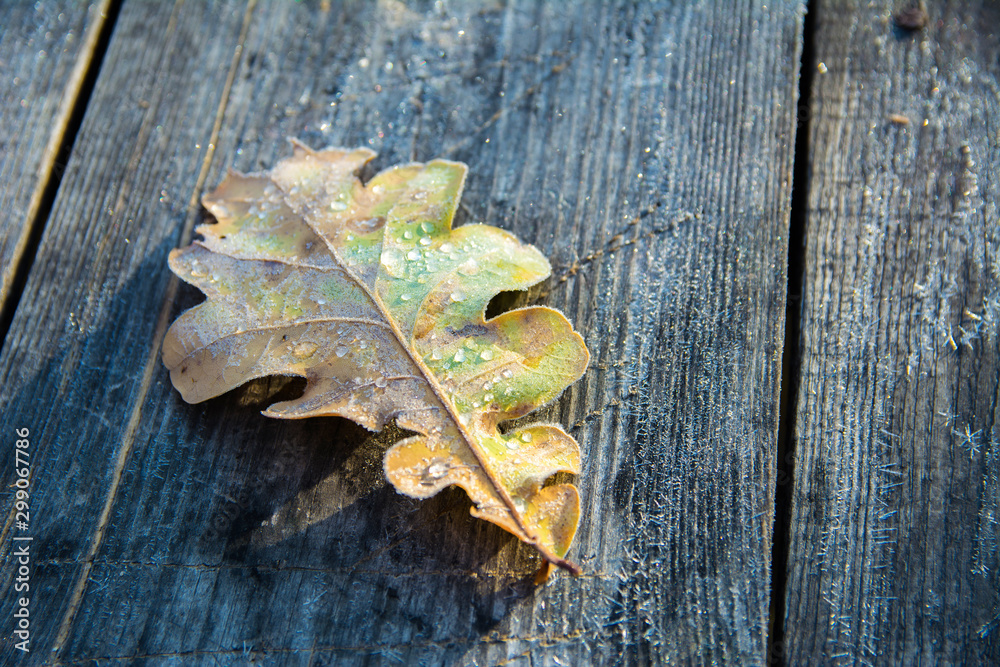 Frozen oak leafs. Hoarfrost on withered leaves. Frozen oak leafs. Hoarfrost on withered leaves.