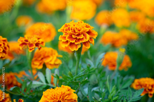 Orange Marigold flowers or Tagetes erecta in the garden photo