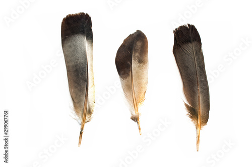 Black feathers isolated on white background