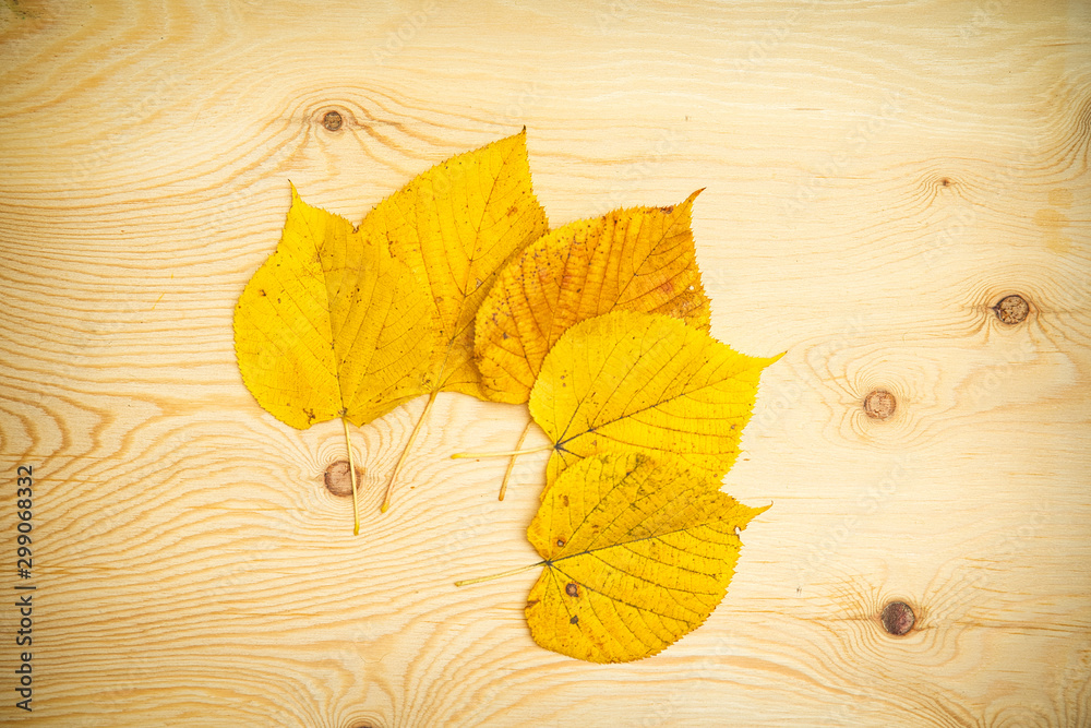Obraz premium Colour autumn leaves on a wooden background