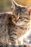 Cute small kitten watching with curiosity. Blurred background.