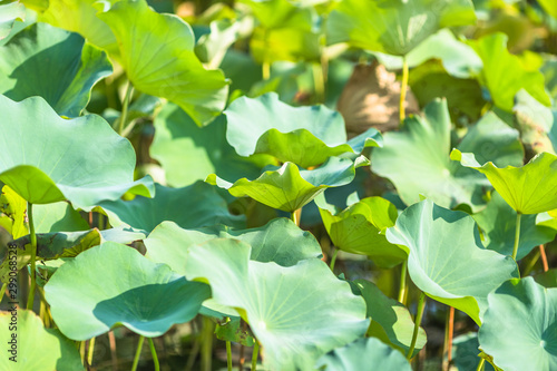 Foto Giant green lotus leaves in the pond help decorate the landscape to look natural