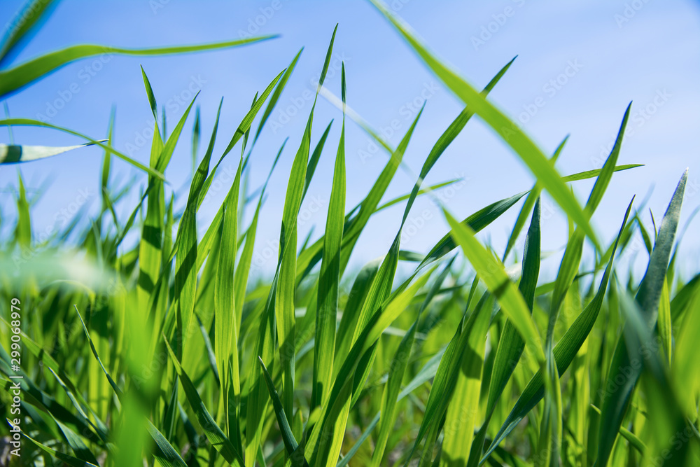 Green grass close up capture