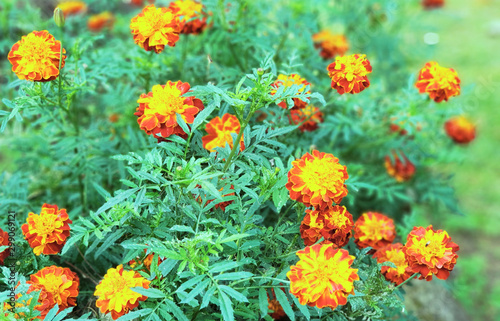 orange flowers in the garden © Sekson