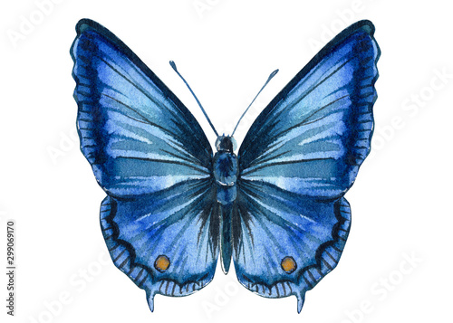 Fotografie blue butterfly on an isolated white background, watercolor illustration, hand dr