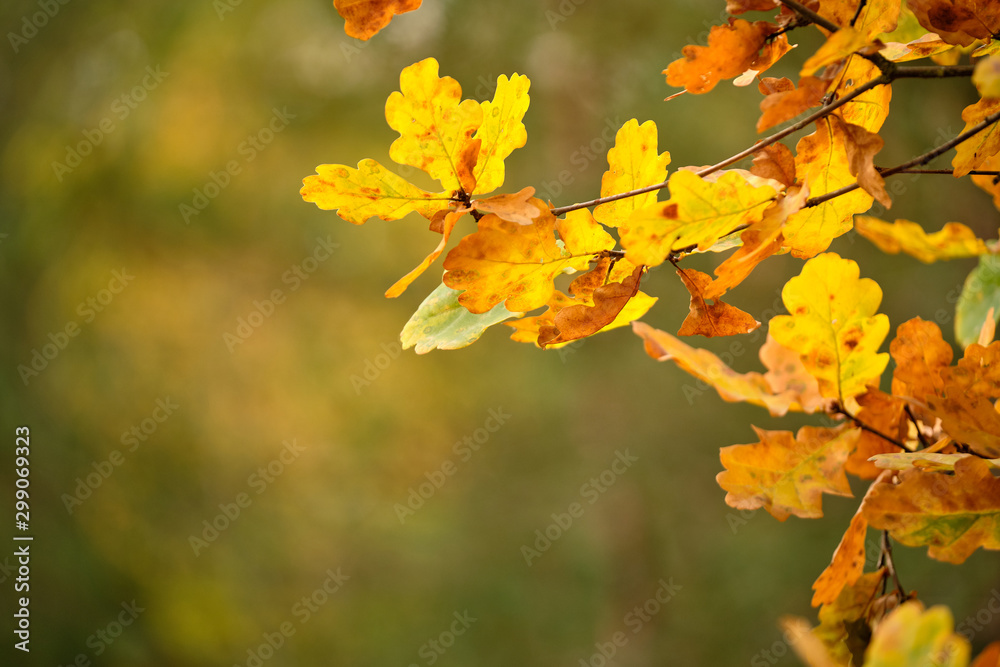 Background with a closeup of beautiful colored autumn leaves of an oak tree in the forest in October in Franconia, Germany Background with a closeup of beautiful colored autumn leaves of an oak tree in the forest in October in Franconia, Germany