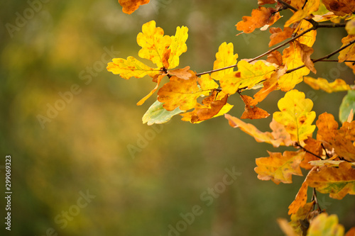 Background with a closeup of beautiful colored autumn leaves of an oak tree in the forest in October in Franconia  Germany