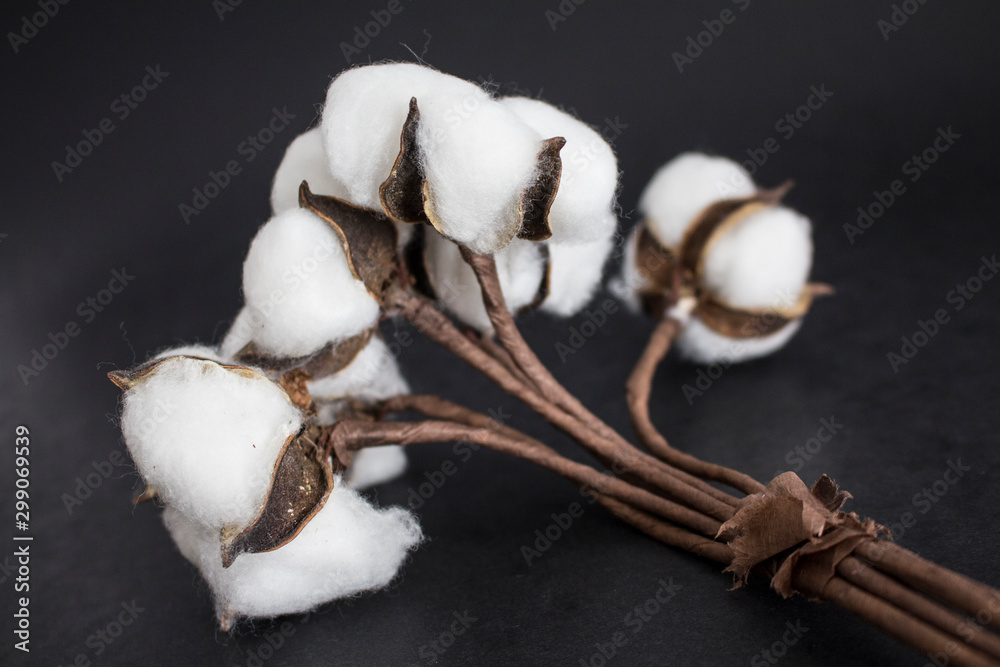cotton with branch black background cotton with branch black background