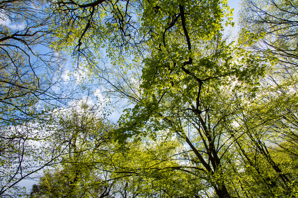 Tree canopy in summer forest against the blue sky. Tree canopy in summer forest against the blue sky.