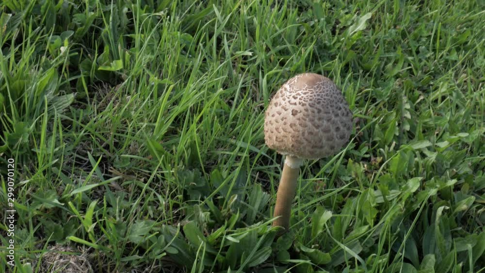 A wild brown mushroom (Macrolepiota procera, shaped like a parasol, an unopened specimen) in the middle of a meadown with lush green grass. Handheld tracking shot.