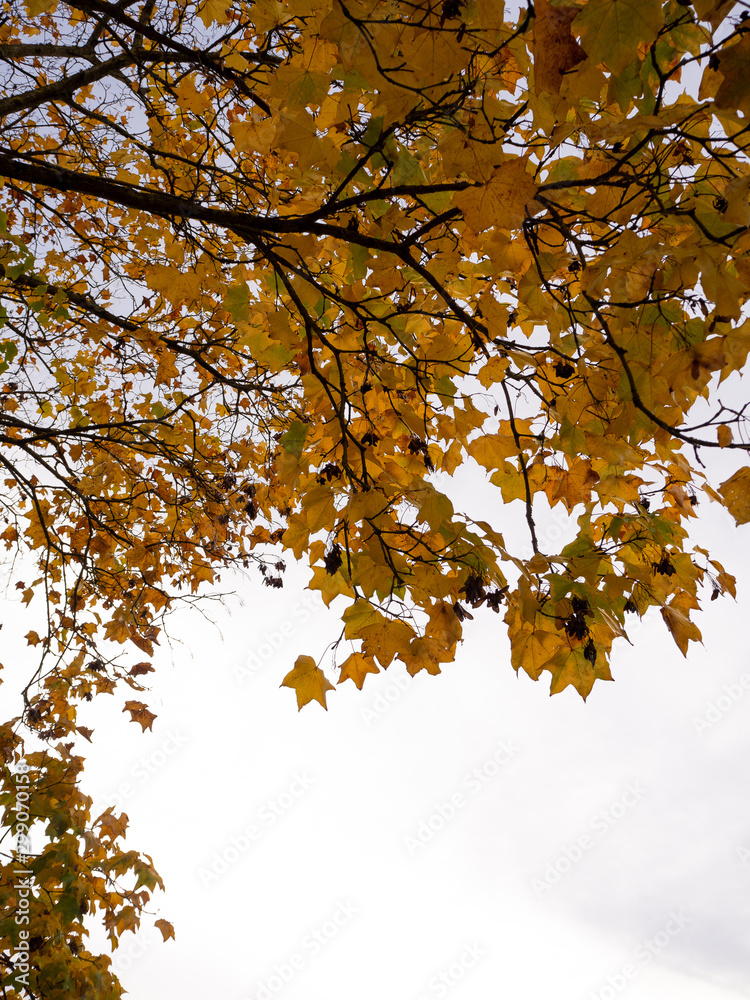 Leaves turning Yellow in Autumn / Fall Season