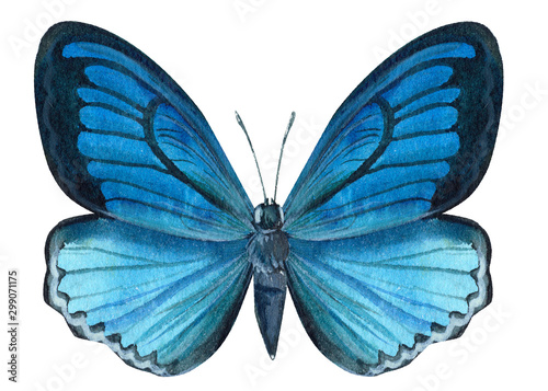 blue butterfly on an isolated white background, watercolor illustration, hand drawing, painting © Hanna