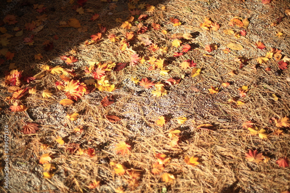 Maple leaf on the floor