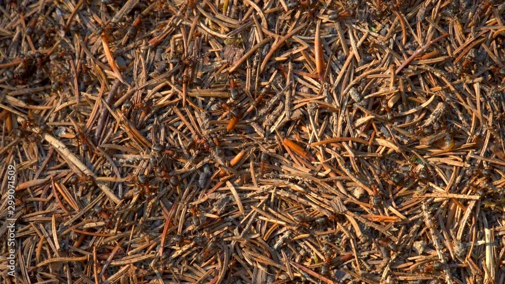 Ants Colony in Wildlife. Big Anthill in forest close-up. Natural background Ants Colony in Wildlife. Big Anthill in forest close-up. Natural background