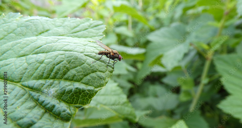 Fly close-up sitting on a currant leaf. Flies are dangerous insects for humans. Carriers of infections, viruses and diseases. Fly close-up sitting on a currant leaf. Flies are dangerous insects for humans. Carriers of infections, viruses and diseases.