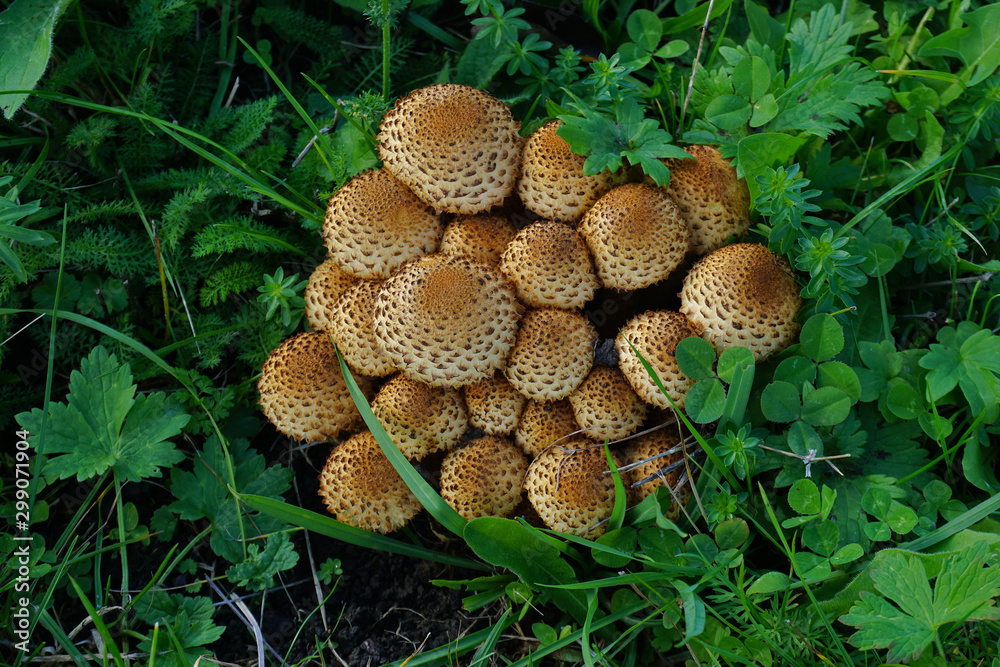 Sparriger Schüppling, Pholiota squarrosa, scaly pholiota Sparriger Schüppling, Pholiota squarrosa, scaly pholiota