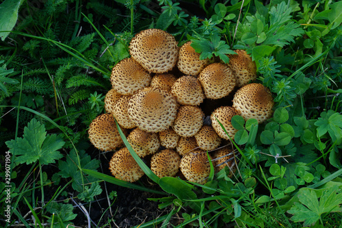 Sparriger Schüppling, Pholiota squarrosa, scaly pholiota