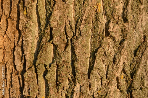 The texture of the old cut wood