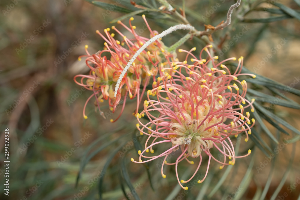 Pink and yellow protea flower amid foliage, photographed in a greenhouse in Somerset UK. Proteas are native to South Africa and are its national flower. Pink and yellow protea flower amid foliage, photographed in a greenhouse in Somerset UK. Proteas are native to South Africa and are its national flower.