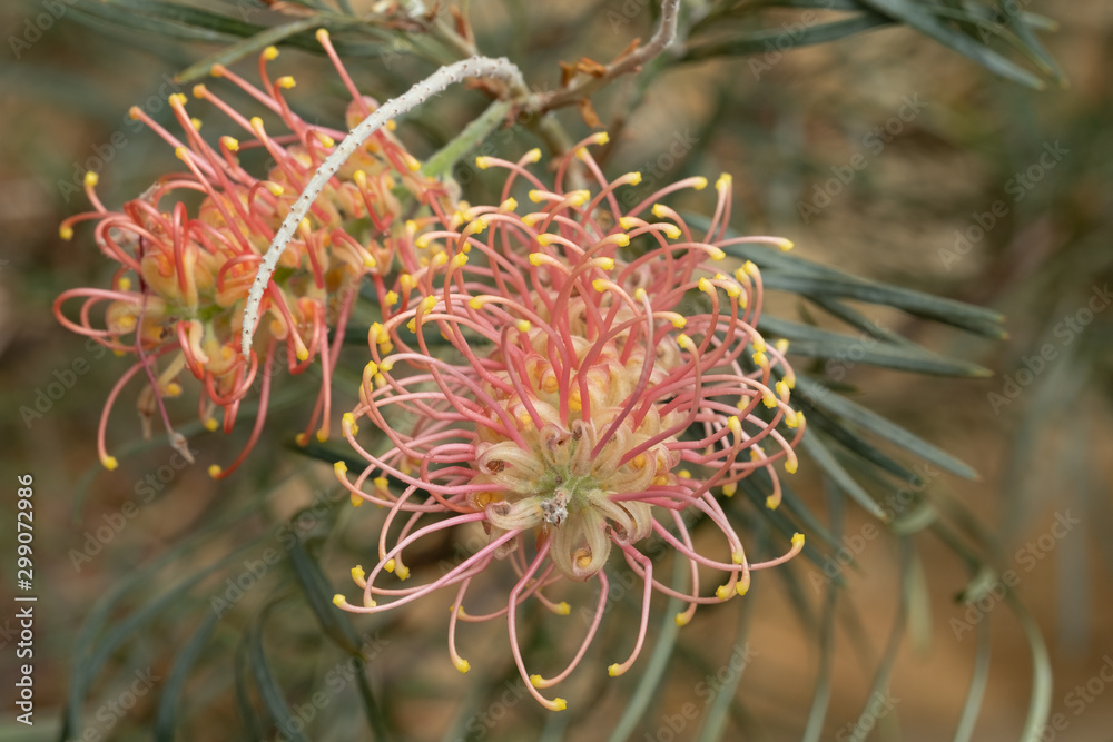 Pink and yellow protea flower amid foliage, photographed in a greenhouse in Somerset UK. Proteas are native to South Africa and are its national flower. Pink and yellow protea flower amid foliage, photographed in a greenhouse in Somerset UK. Proteas are native to South Africa and are its national flower.