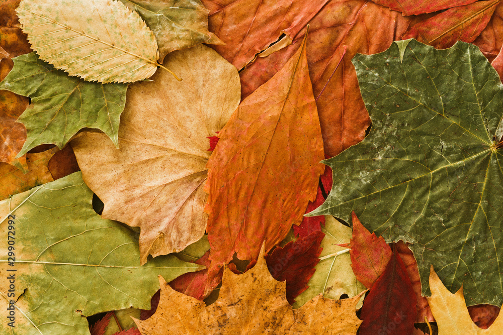 Autumn leaves background colorful Fall nature.