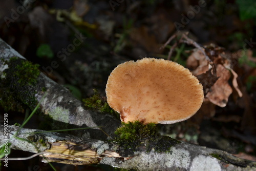 champignon souche branche