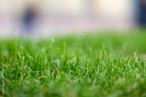 lawn in soft focus (small depth of field)