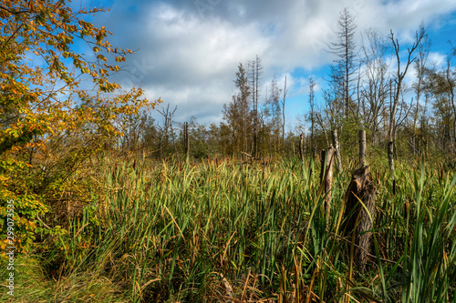 Coastal Landscape on Zingst in Germany