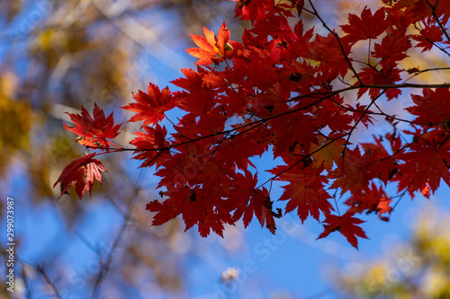 Red maple leaves against the sky.