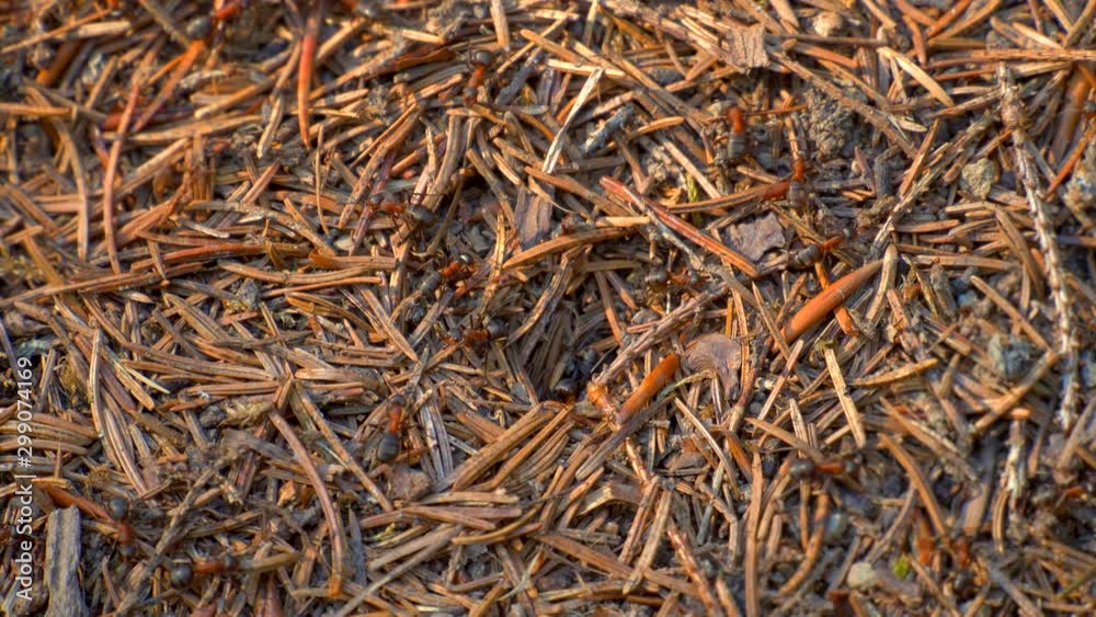 Ants Colony in Wildlife. Big Anthill in forest close-up. Natural background Ants Colony in Wildlife. Big Anthill in forest close-up. Natural background