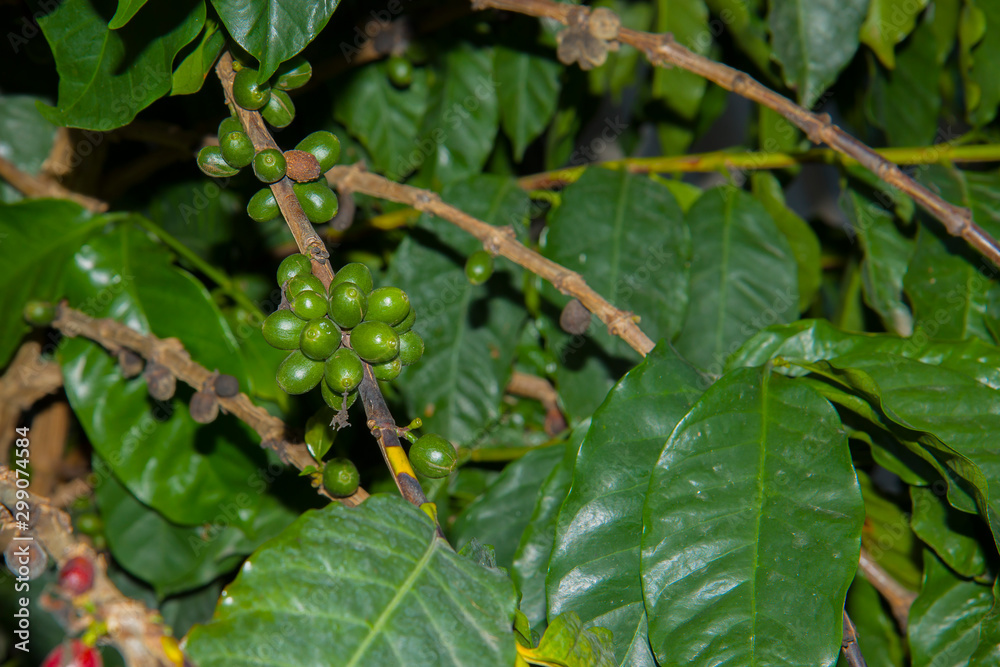 Fresh red coffee berries beans background. arabica coffee berries in organic coffee plantation. Fresh red coffee berries beans background. arabica coffee berries in organic coffee plantation.