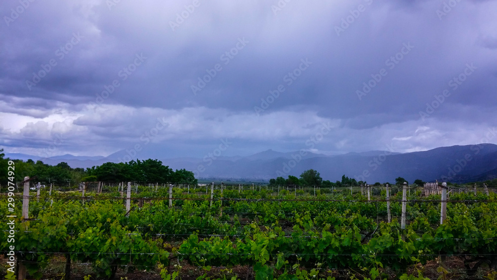 cloudy weather at the vineyard 