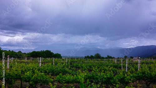 Fototapeta Naklejka Na Ścianę i Meble -  cloudy weather at the vineyard 