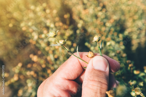 Agronomist observing common flax crop capsules